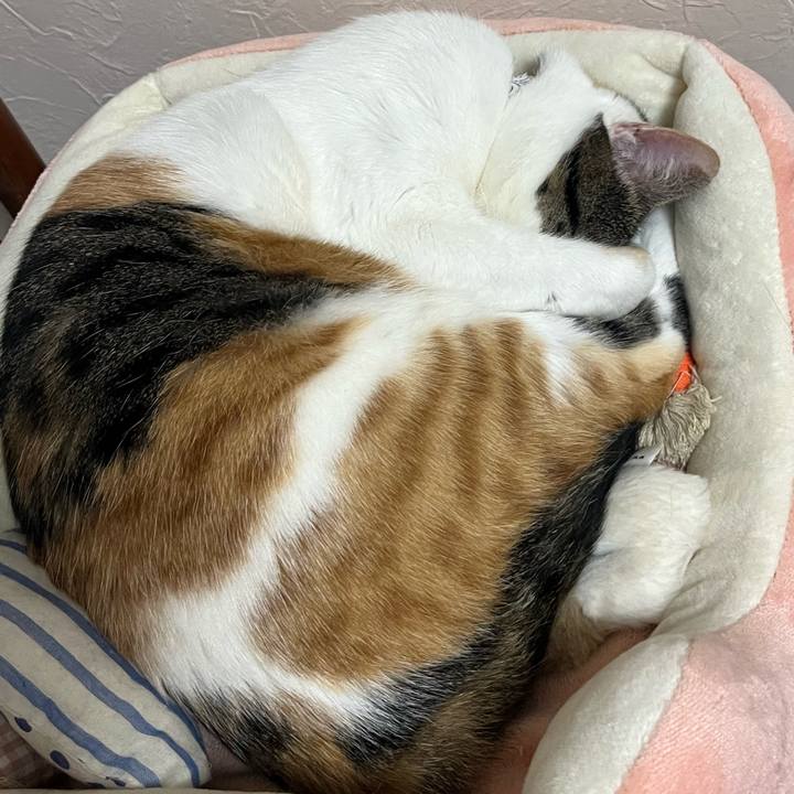 2f3adcac cbde 417f 8a8c 59fca8010075 1763792309785