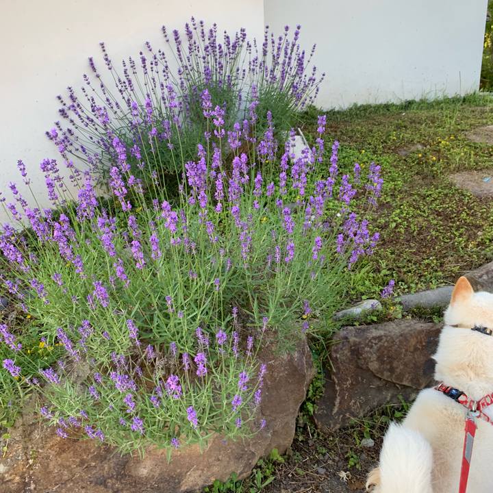 2f3b1a51 d405 4429 95ac a43d9d45d997 1562449343551