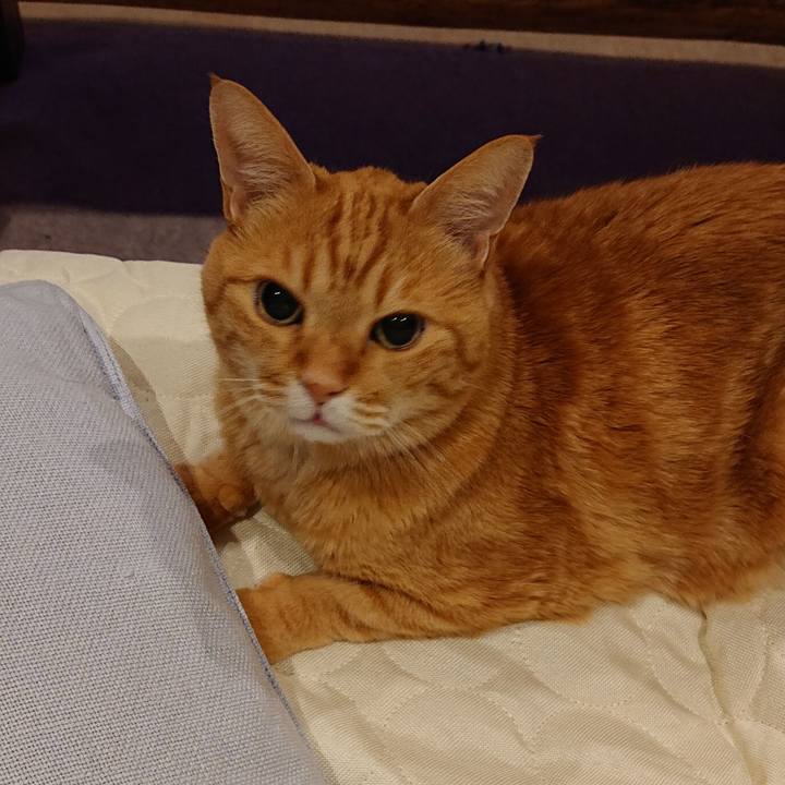 2f3b81cc a9f4 4636 87cd b2adefd67b00 1588082108660