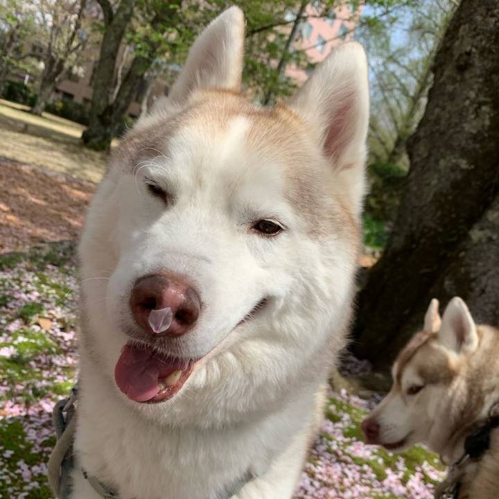 2f3ba3e8 1bc2 42e7 8bbe 0356d2dd3aea 1617503420403