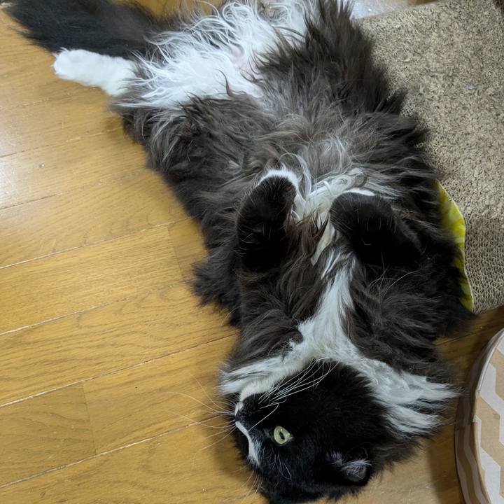 2f3bd01c d386 495c 81cc 94cbef4efdd1 1719655988134