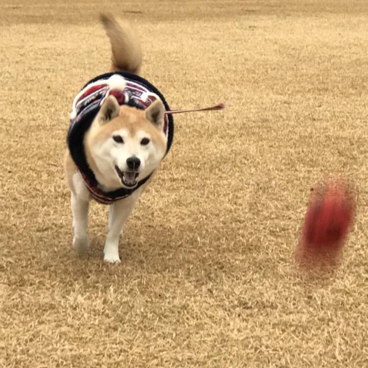 2f3d102e d25c 4a38 8649 f39de3bccff1 1763965081362