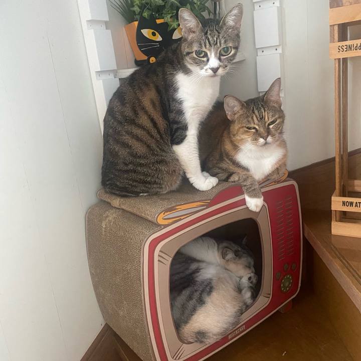 2f3d87dd 7c99 4817 a609 c9c0b8b29d1c 1633060181972