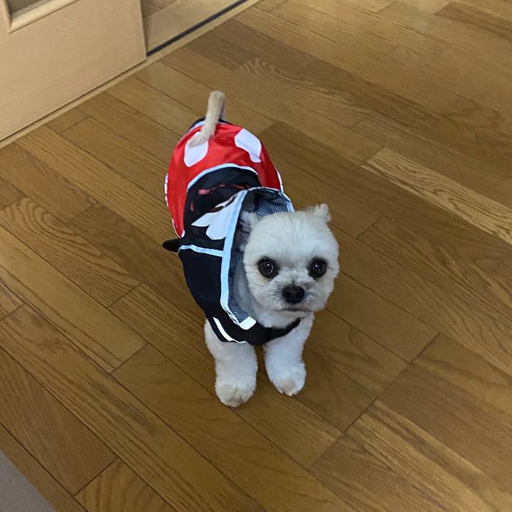 2f3d9020 fd4b 48d5 850e eb0fd4958b30 1589621178799