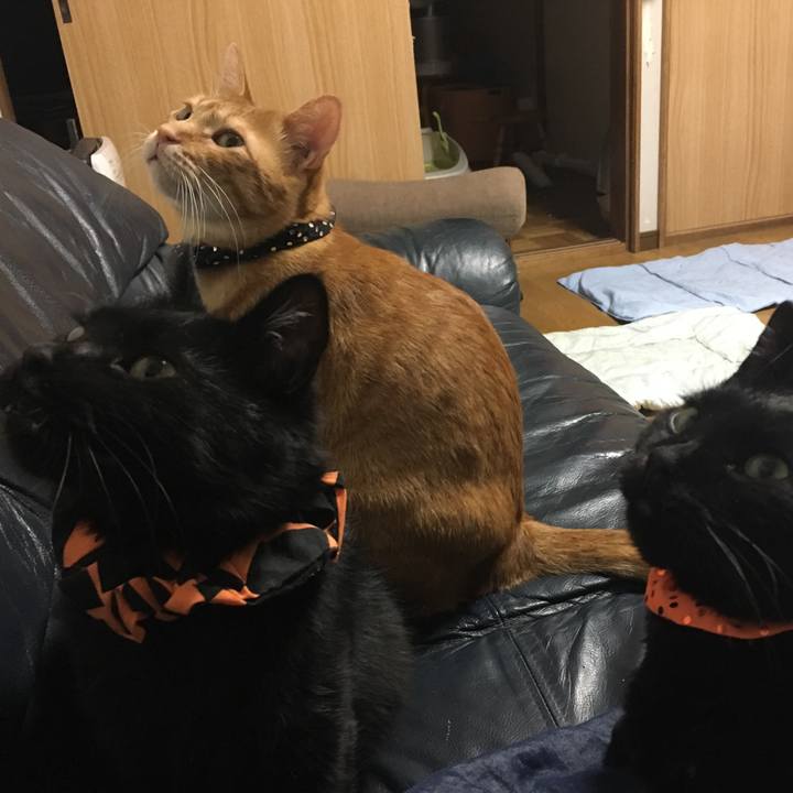 2f3f1907 3f0b 4322 942e 527d7b5e1162 1539519392737