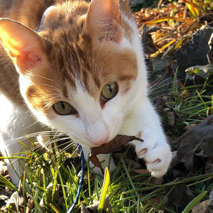 2f4276ea bd16 4141 bfd5 3fd46839c1cc 1545106165262