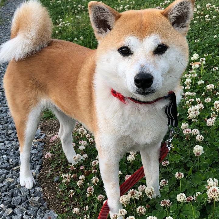 2f4537d7 b497 4ce5 9104 6a2b30bb2eab 1523534028334