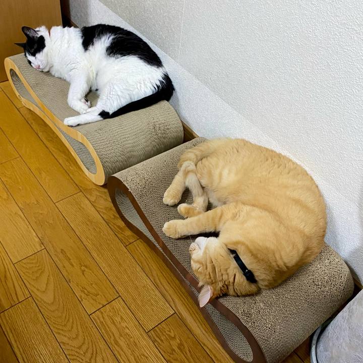 2f461e00 564e 43a9 ae1c f0da350a45ba 1754909146356