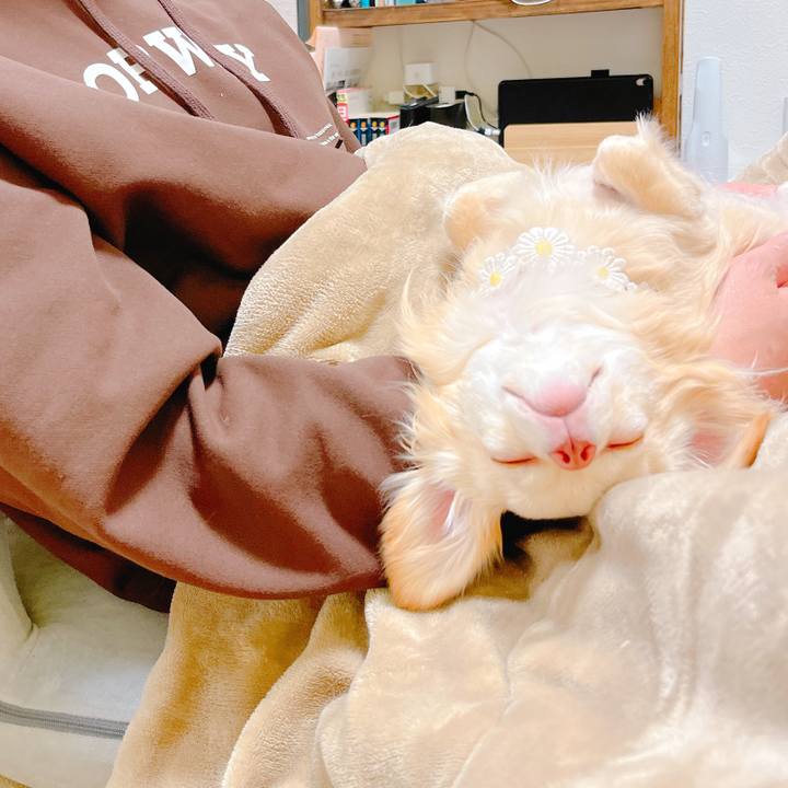 2f4688ba 1c57 4205 a946 dfd8cfcc0208 1647988463341