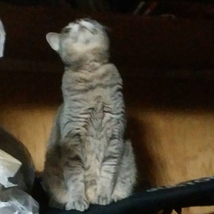 2f46a84a ddba 4c58 b985 5967949dbb96 1544967309240