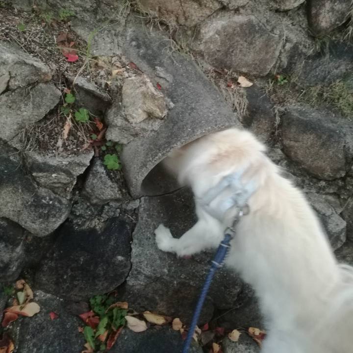 2f47a8f6 6654 4c68 896e da1a53e2e4d8 1510044859150