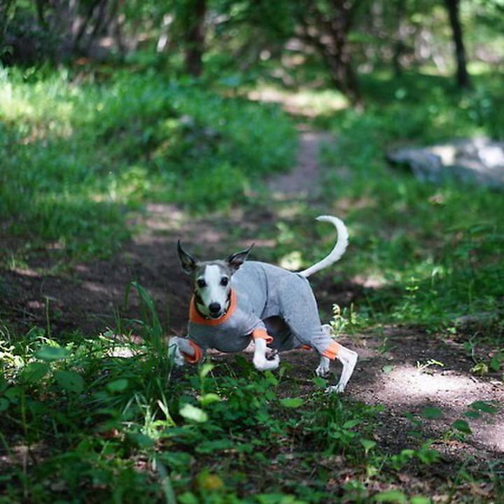 2f49ce58 e17c 4c13 83ca e28f41129a42 1533467107434