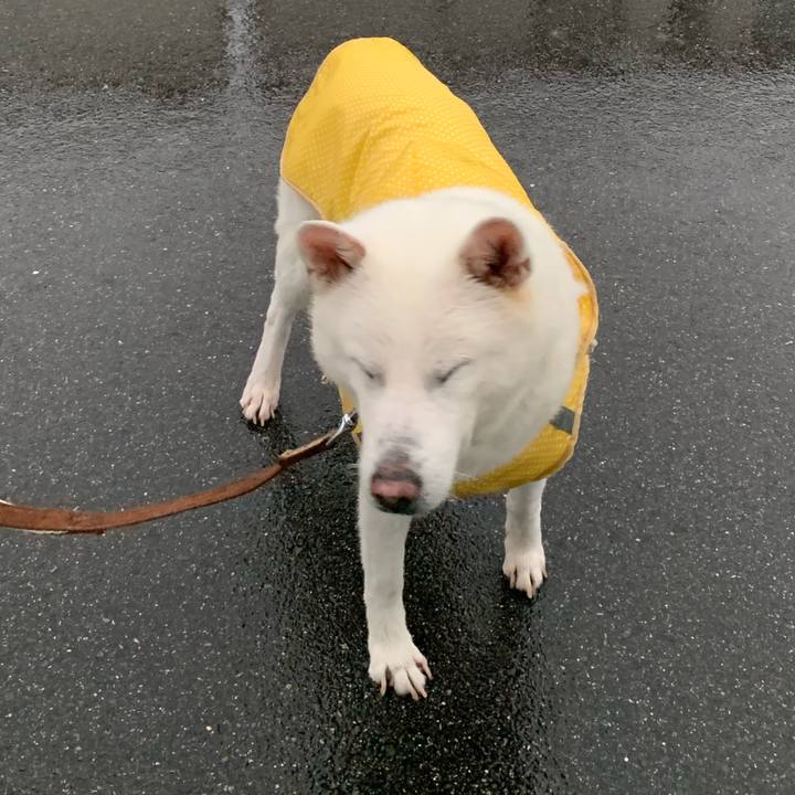 2f4aca8d 2ce0 48b7 af49 1eb02cb41ca1 1566206546336