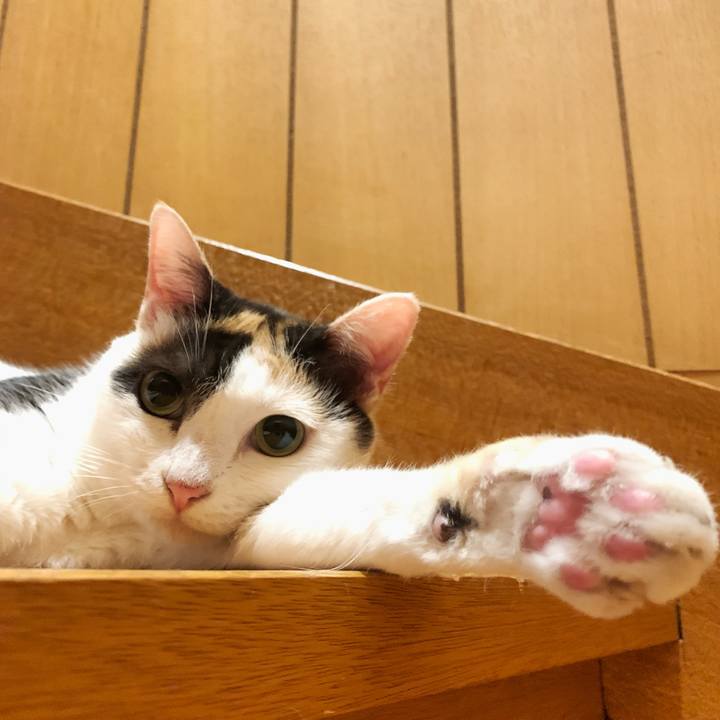 2f4e1642 bff8 43b1 a750 4ebeacbafa81 1597802286351