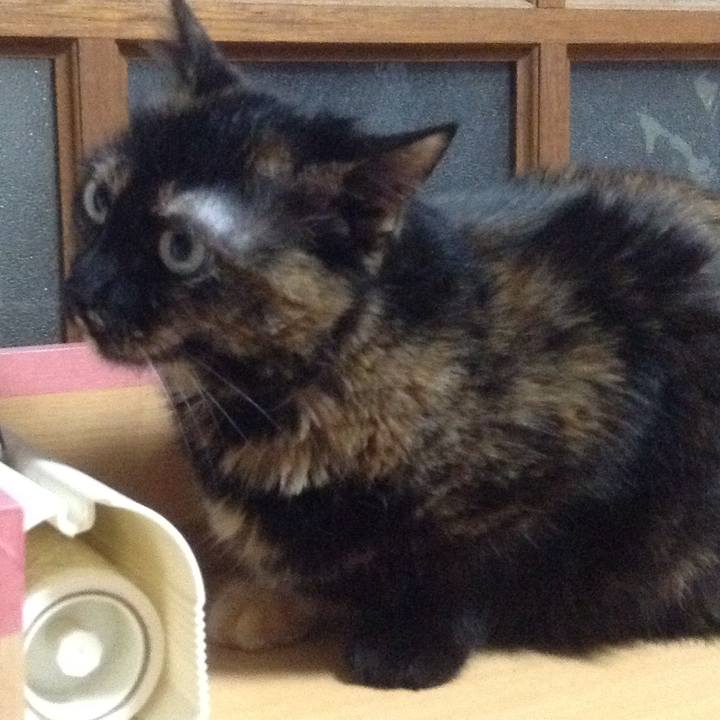 2f4e322e 963f 47f7 8c1a 604df630ebdf 1530108461238