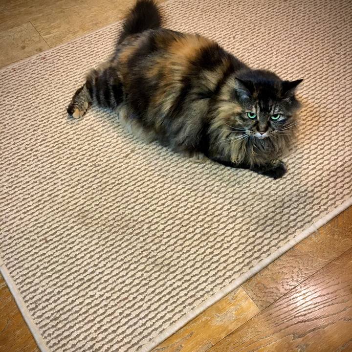 2f50e7df c1af 40ba 9d36 9596de3f75ea 1573983636595