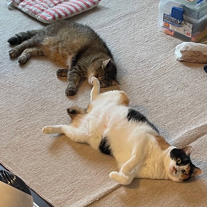 2f513c52 8b01 4dd4 9326 d94310d79b08 1751412566366