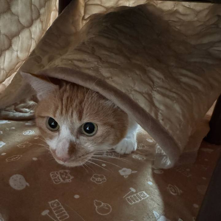 2f52ddff 7ae2 4ad3 8929 d364dc3927ea 1768963666311