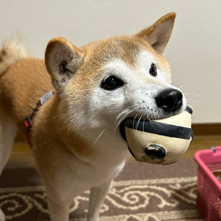 2f534a22 f45e 46d8 9c6f b31fe81ed8bb 1700815768145