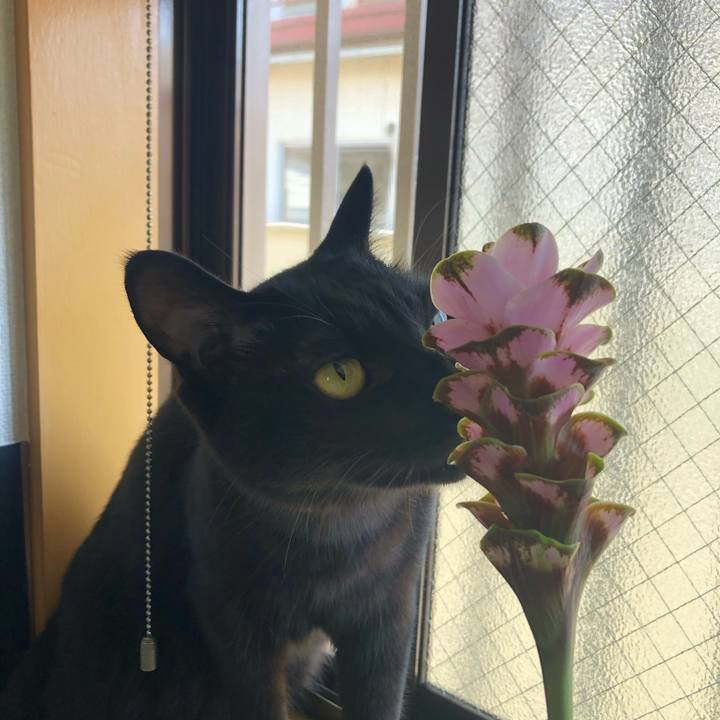 2f55c337 54aa 4acc 8c81 e391ffaa150b 1593651029398