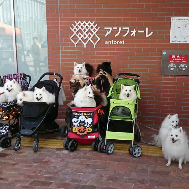 2f5afd89 d412 496f 9b91 304526f4f9ef 1539508821111