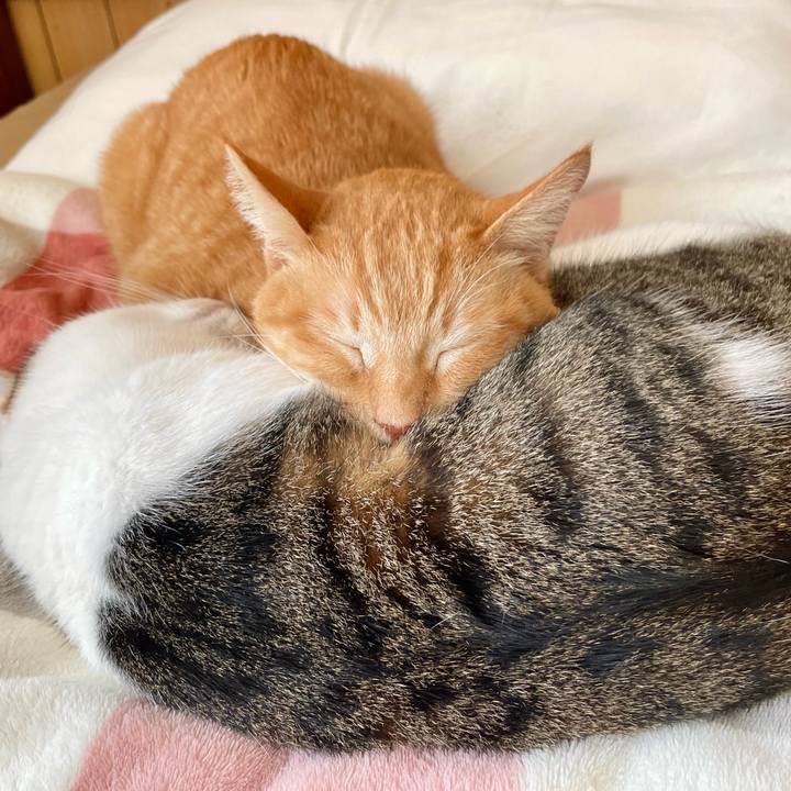 2f5d42da bf64 44c7 a840 3b129c1cbc81 1771832424151