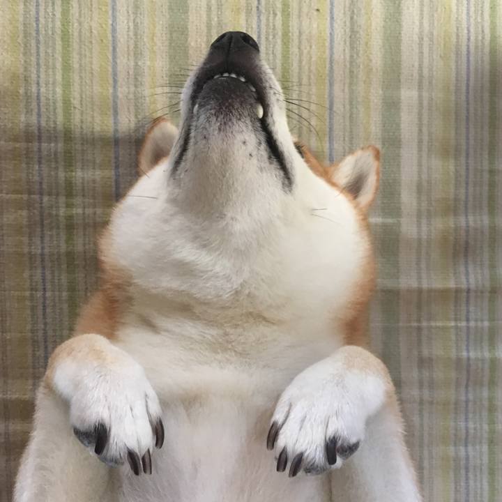 2f5f4f9a 5700 406e 8555 a194c27945ee 1537591663461