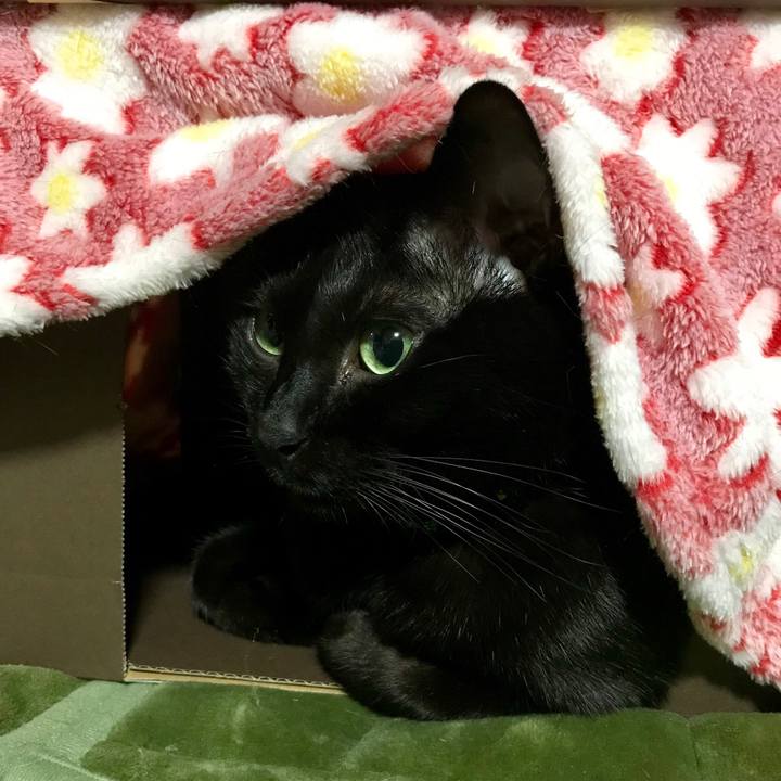 2f60ebfd f55c 4071 b603 cefbaefa045b 1511354882805