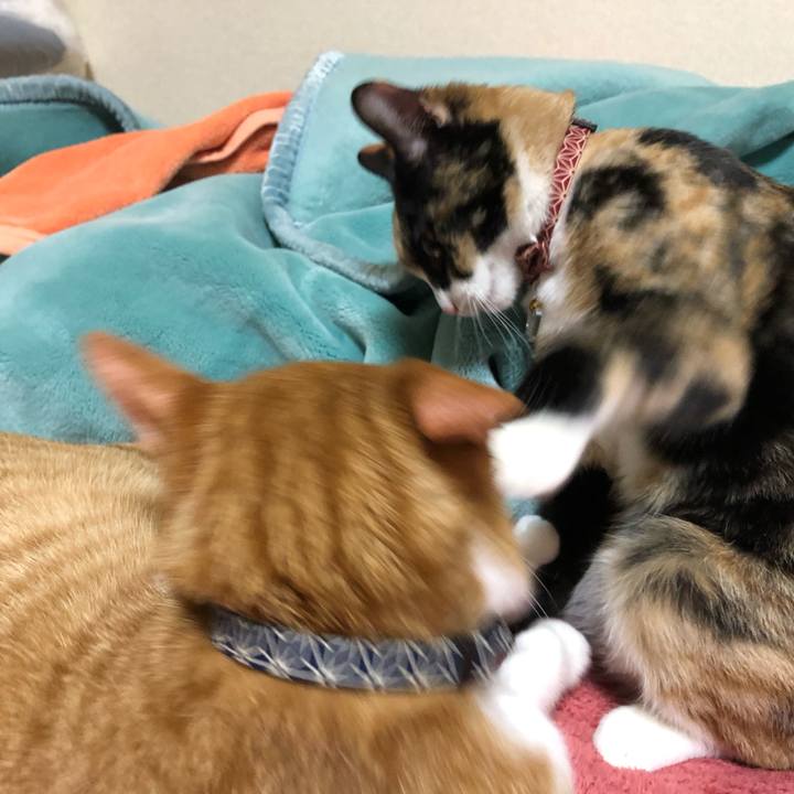 2f616c3a 202d 4a9b bdde 3082fe8b83d5 1554640768581