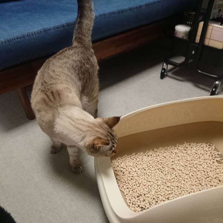 2f634d93 0fdd 4bba a8c5 7c447e0c92c7 1540983090789