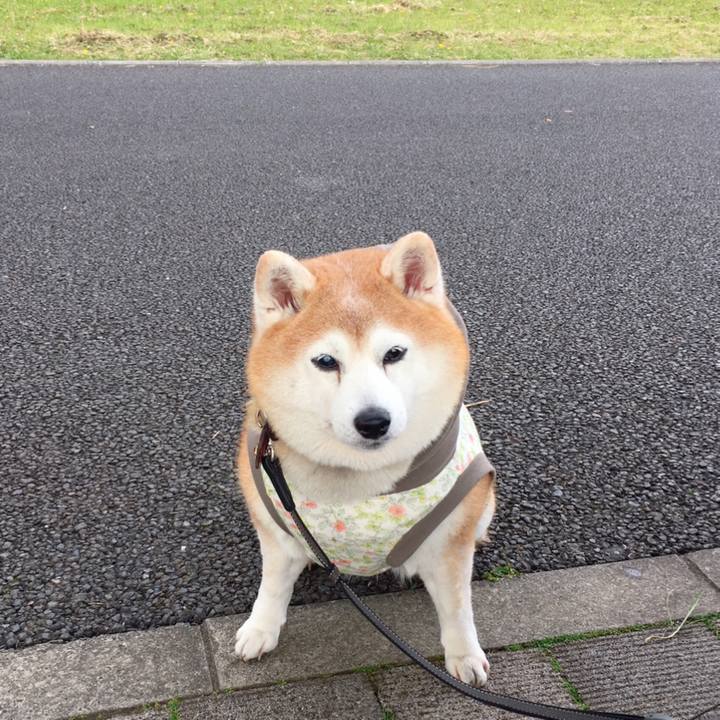 2f64c28e 23a3 4713 83fa 70cfb3f79a3b 1588047191526