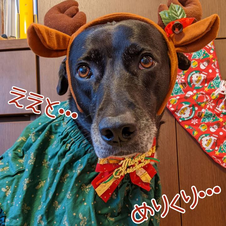 2f651f03 3528 4fc3 8dff d3f0161c76c5 1671871293409