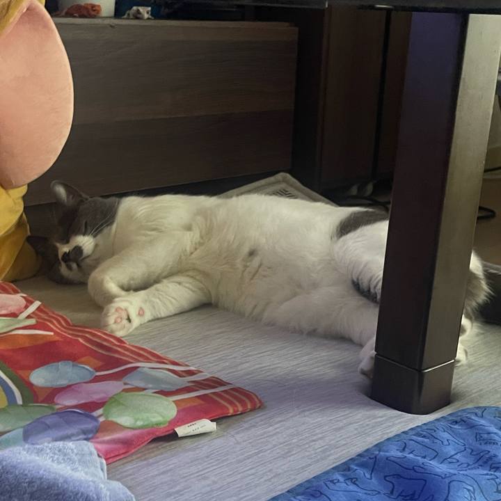 2f665f87 bd17 4a74 8e4f e07a4b6d65de 1754524726167