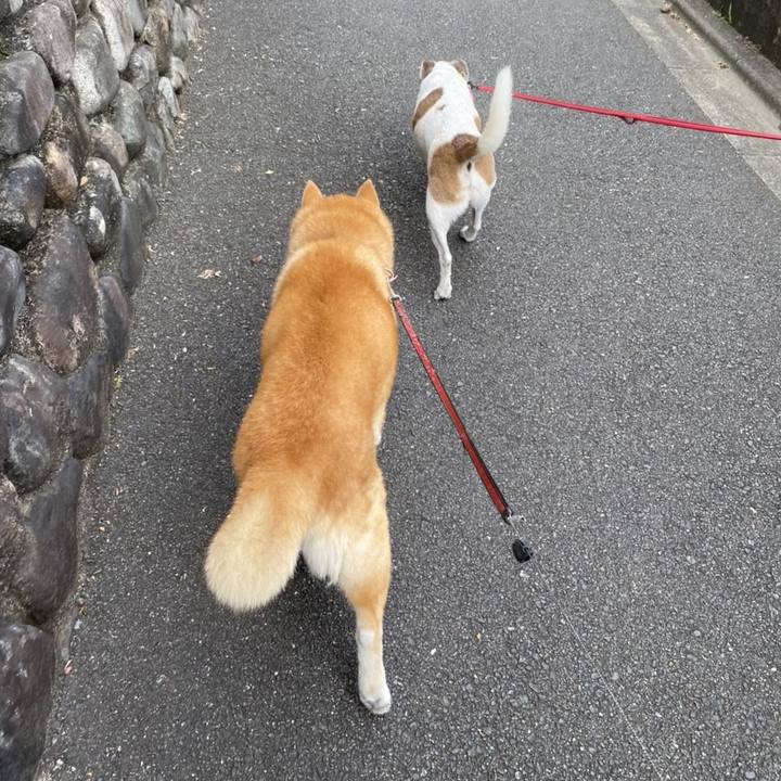 2f6830d3 ac68 49ba 92f7 3aeff008043e 1597023954662