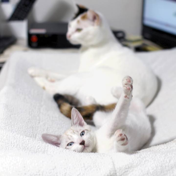 2f686ccb e442 4408 8e6f f5168d84c3c6 1600749693783