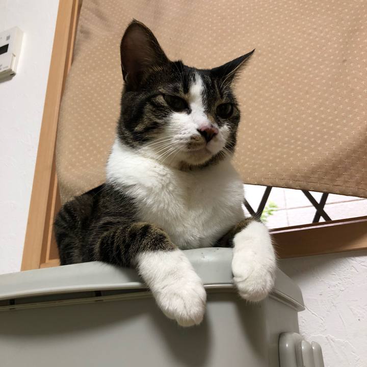 2f6d0a33 cf54 46d3 bf8b 63ce5923100b 1533882675141