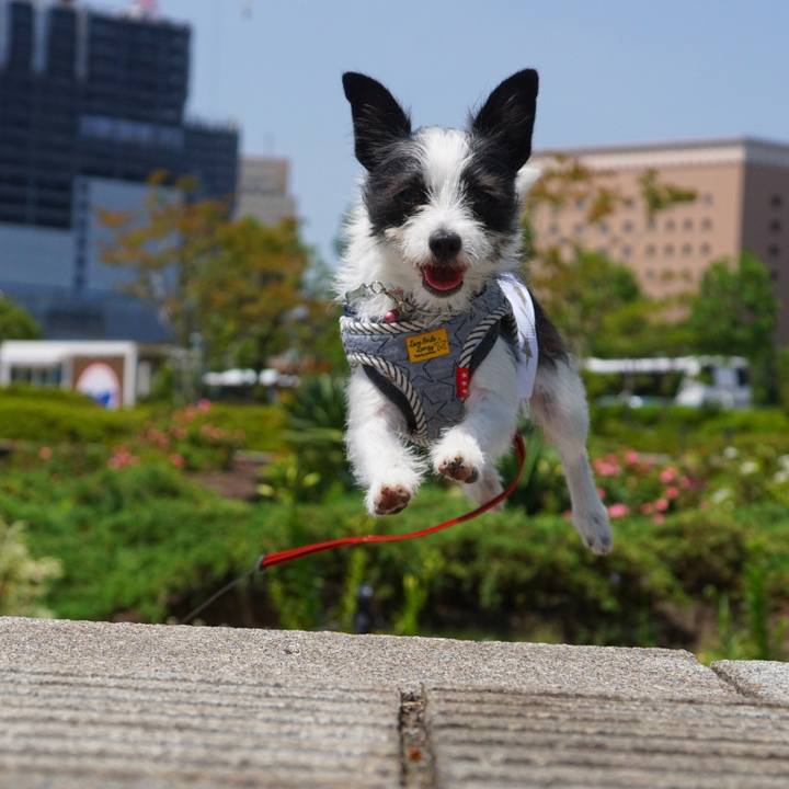 2f6d1e0d 7fb5 4b03 ae7f bbe2d649ebde 1526386637132