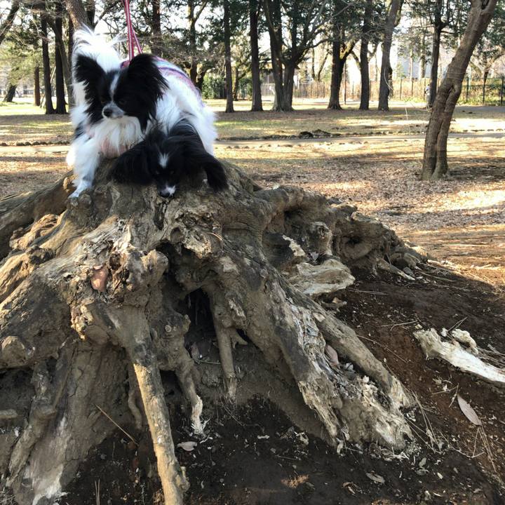 2f6edee6 9b12 4e89 9543 f61bf1c53a0f 1516424057614