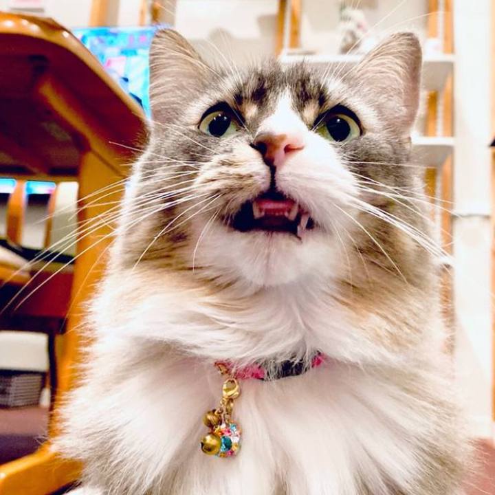 2f70ca7f 1d66 483d 94d4 75489ad76895 1760542160239