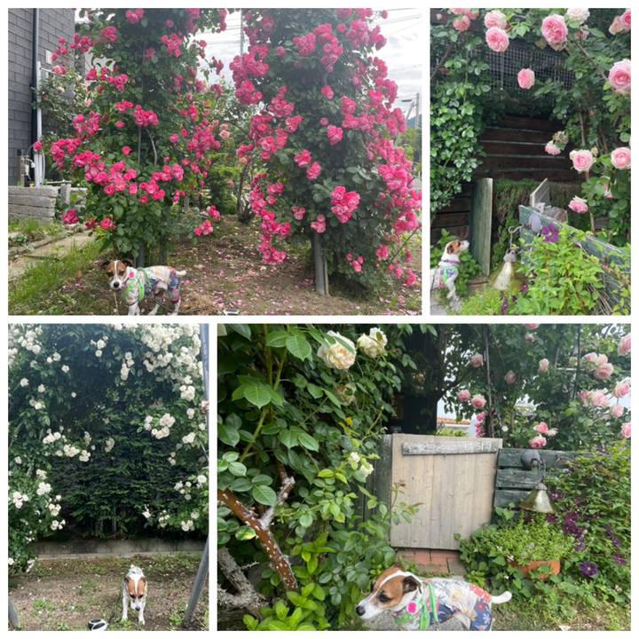 2f73d0f1 c562 4d69 b426 8e40081a486b 1748614854380