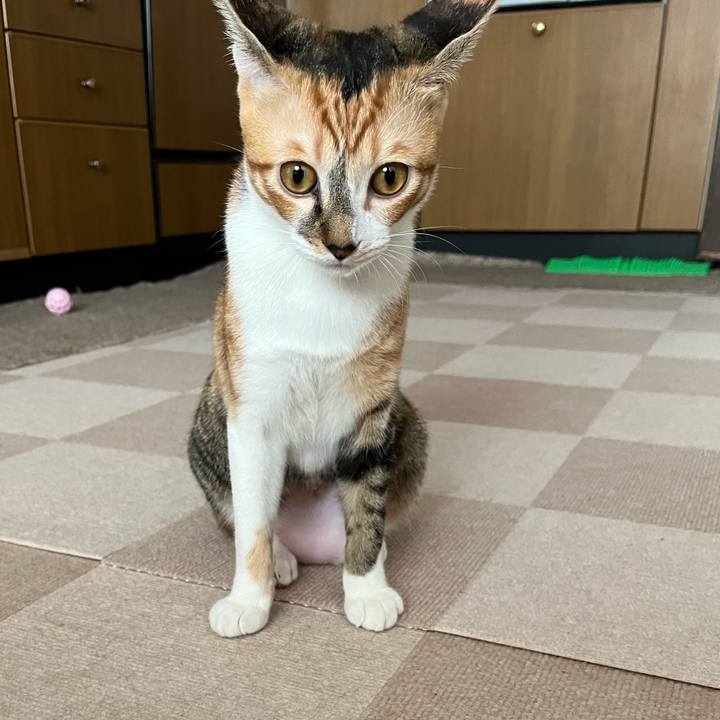 2f74655a 465f 40b3 bbe0 33666dd1d9ba 1664749800249