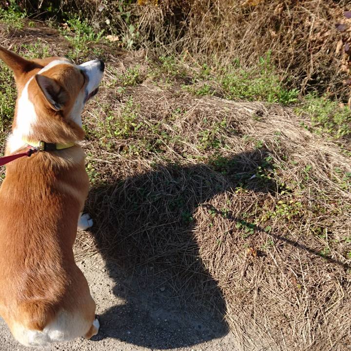 2f77e86a 0ed6 45de bfca 164c8a666cf4 1573980470234