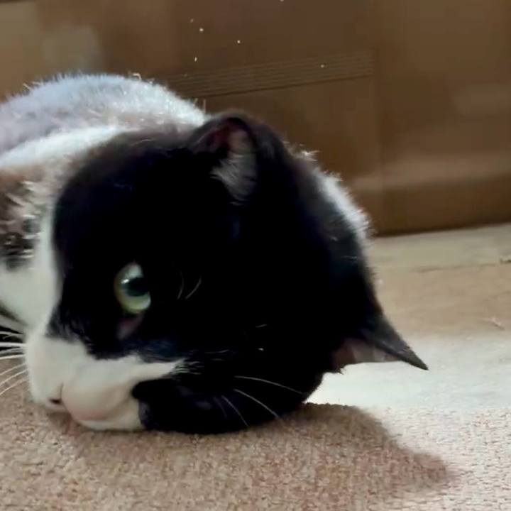 2f78587b 68a4 4c97 baf9 b90c14841752 1759809364340