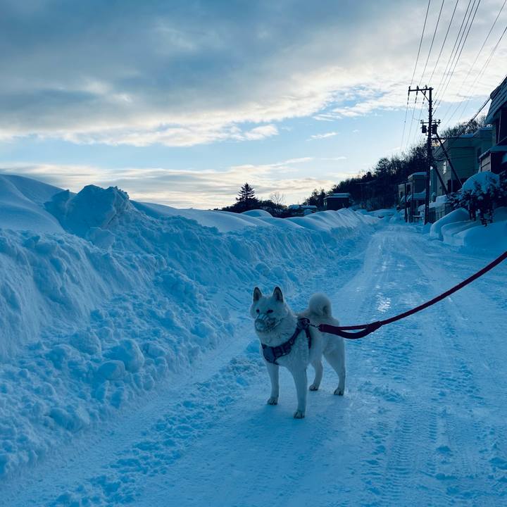 2f82ba0f 715d 4e17 b949 d712da452893 1738363569530