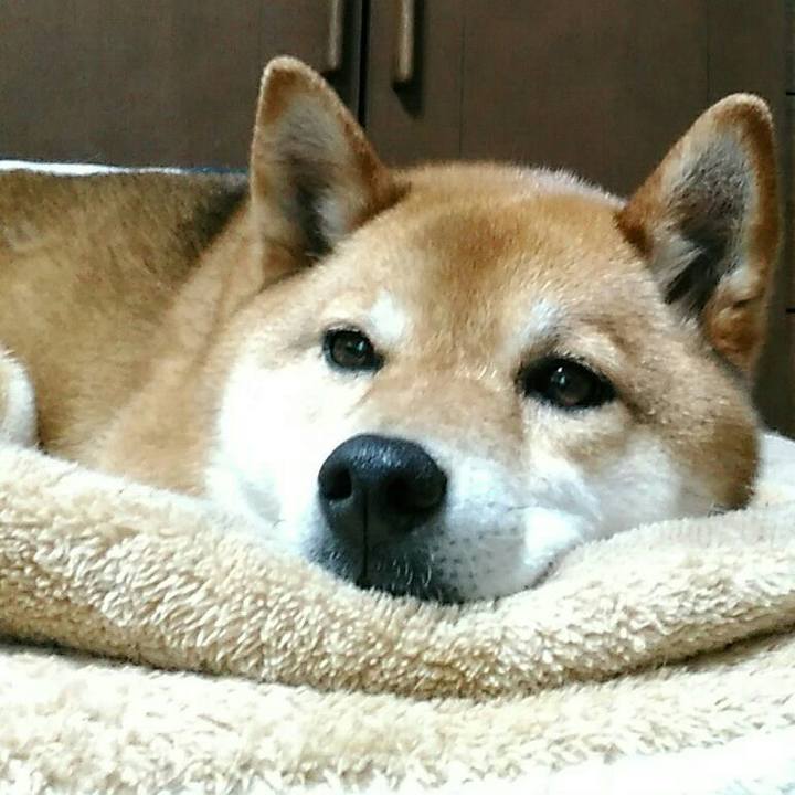 2f82e306 cc6a 49b2 98ee 9b9c45a0ad6a 1557474684235