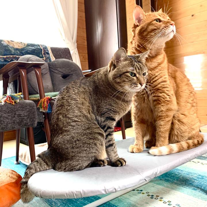 2f83315e b5a0 4fa5 98da 972f405a3e8f 1593240652936