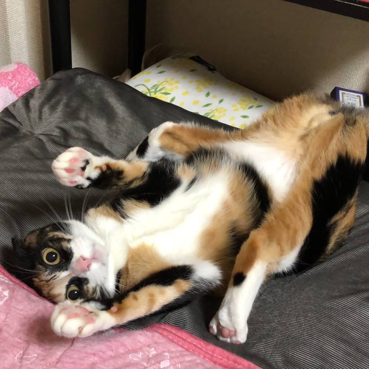 2f86be79 4ce5 4edc 972a 7f8ce284476f 1589668906181