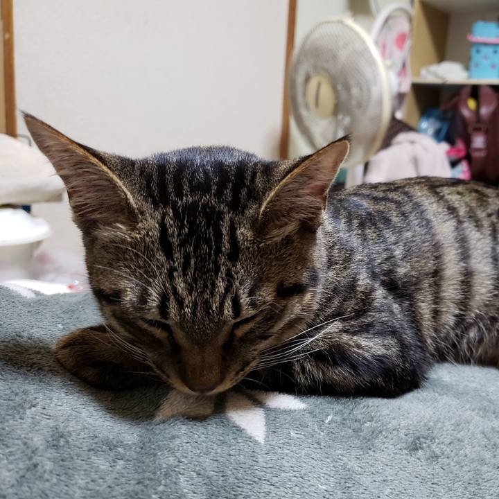 2f8c258c aaf9 4296 9795 7b19d102a6fc 1541861129622