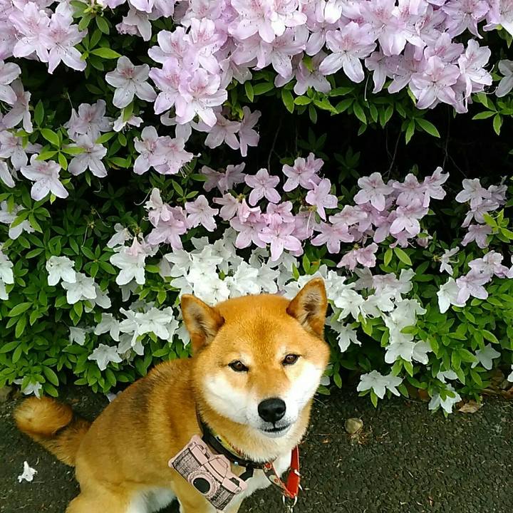 2f900e92 4602 4e84 979b 38a4e94900e9 1557194306312