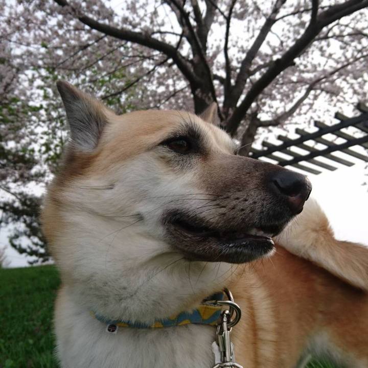 2f90805e 5344 41ad bb23 f69549704f91 1524383869751